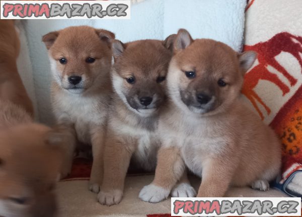 Shiba inu