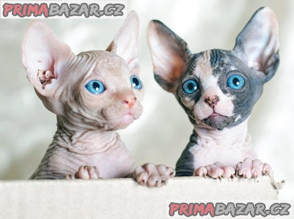 odvazna-a-vrascita-kotata-sphynx