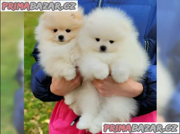 Německý špic trpasličí (Pomeranian)