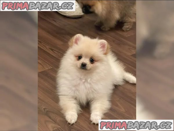 Německý špic trpasličí (Pomeranian)