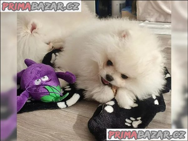 Německý špic trpasličí (Pomeranian)