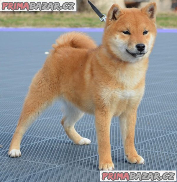 Shiba Inu štěňata