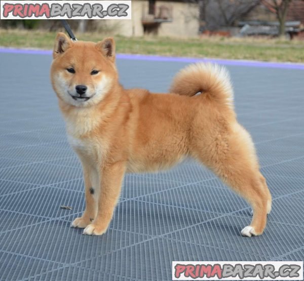 Shiba Inu štěňata