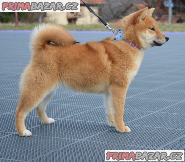 Shiba Inu štěňata