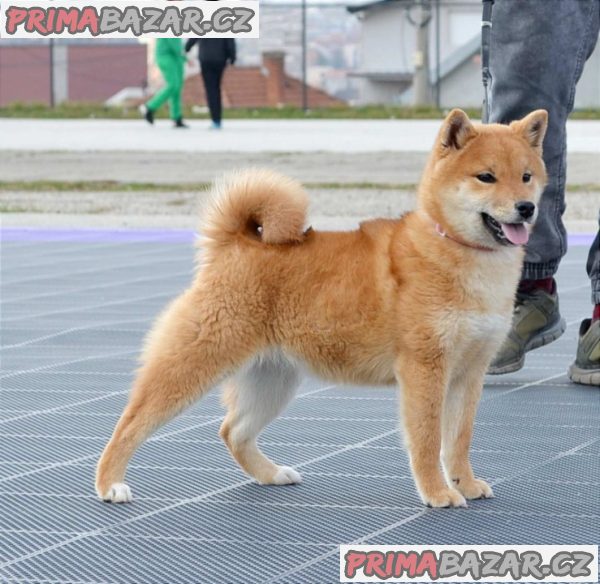 Shiba Inu štěňata