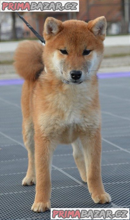 Shiba Inu štěňata