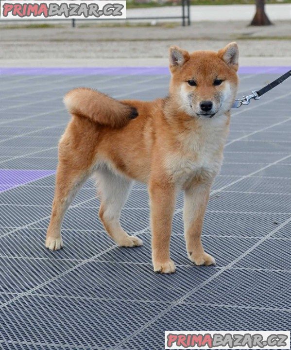 Shiba Inu štěňata