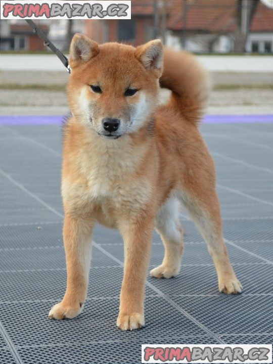 Shiba Inu štěňata