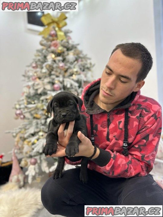 Presa Canario krásná štěňátka