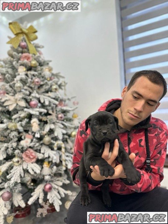 Presa Canario krásná štěňátka