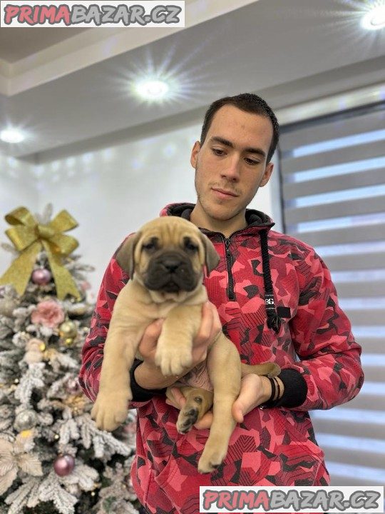 Presa Canario krásná štěňátka