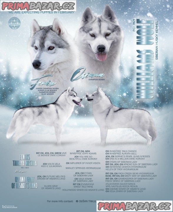 sibirsky-husky-stenata