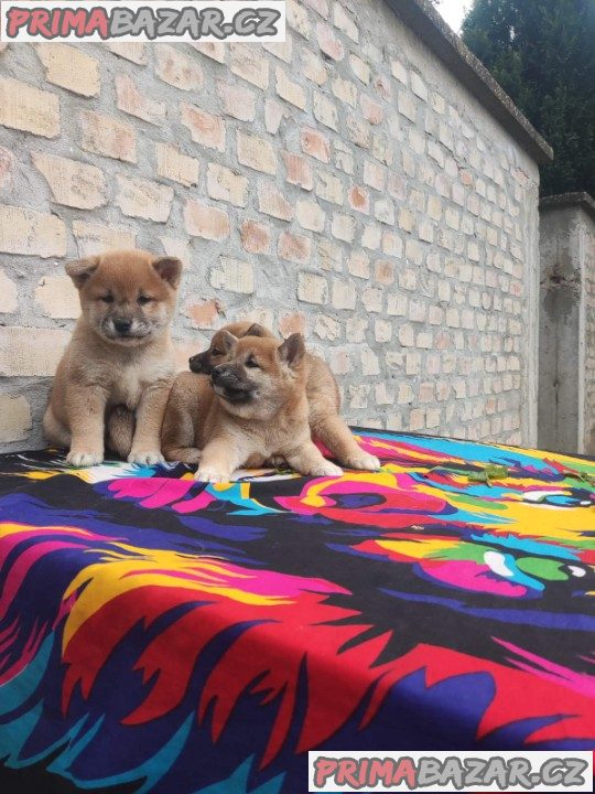 Shiba Inu štěňata na prodej