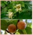 Diospyros Lotus - semena