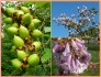 Paulownia Tomentosa - semena
