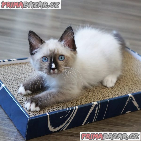 kocourek-ragdoll-potrebuje-novy-domov