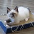 Kocourek Ragdoll potřebuje nový domov