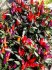 sazenice CHILLI