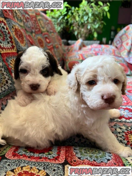 Lagotto romagnolo štěňata