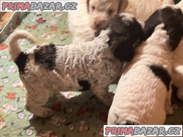 Lagotto romagnolo štěňata