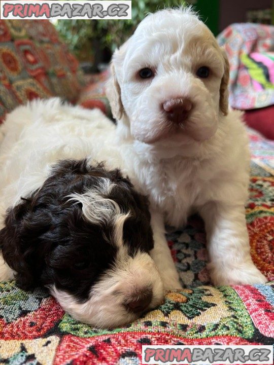 Lagotto romagnolo štěňata