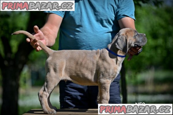 Cane Corso štěňata na prodej