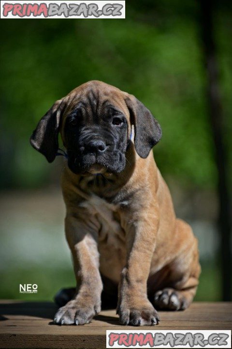 Cane Corso štěňata na prodej