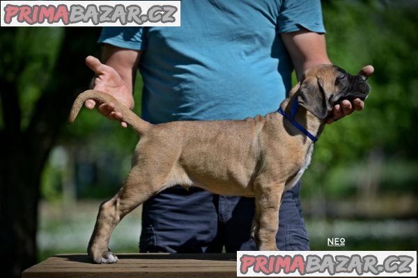 Cane Corso štěňata na prodej