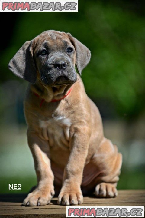 Cane Corso štěňata na prodej