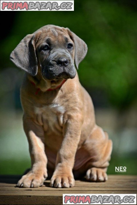 Cane Corso štěňata na prodej