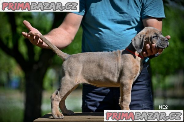 Cane Corso štěňata na prodej