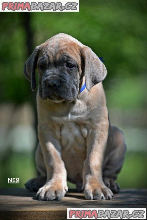 Cane Corso štěňata na prodej