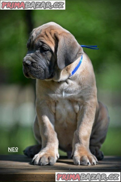 Cane Corso štěňata na prodej