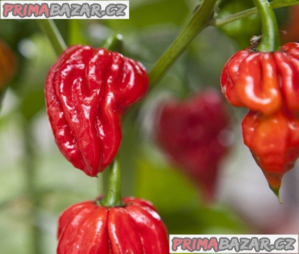 sazenice Chilli Naga Viper