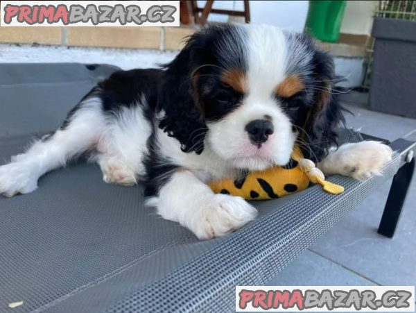 cavalier-king-charles-spaniel-fenka-stene-s-pp