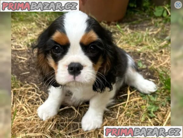 Cavalier King Charles Spaniel - fenka ( stene ) s PP