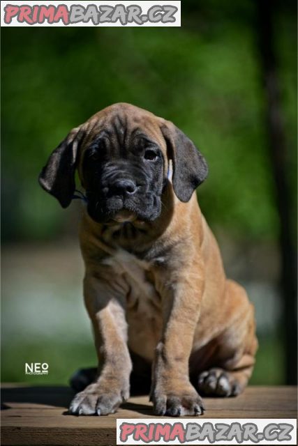 Cane Corso štěňata na prodej