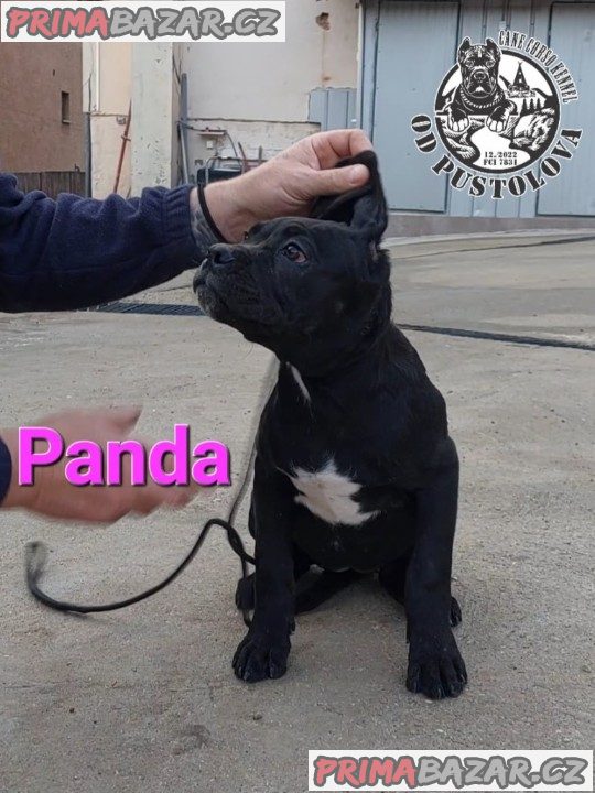 Cane Corso štěňata na prodej