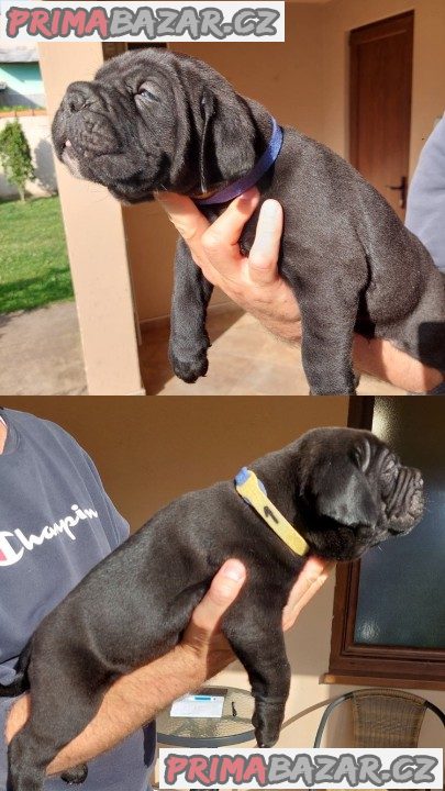 Cane Corso štěňata na prodej