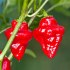 sazenice Chilli Habanero Tasmanian red