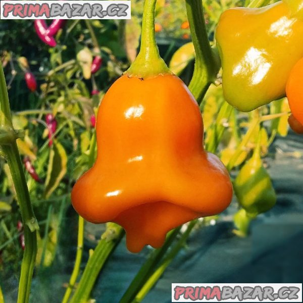 Sazenice chilli Aji Fantasy Orange