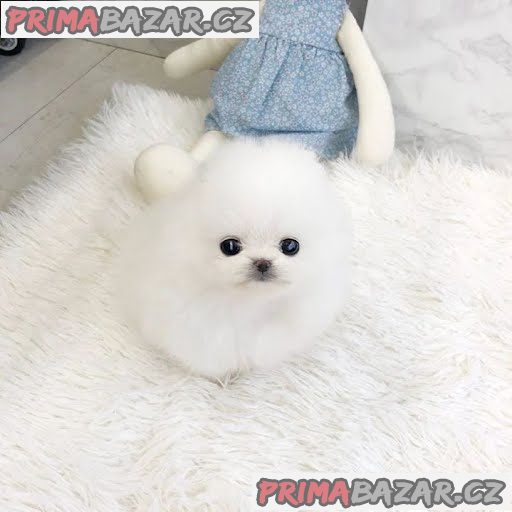 Nádherný šálek štěňat pomeranian na prodej