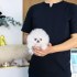 Prodám štěňata čistokrevného šálku pomeranian