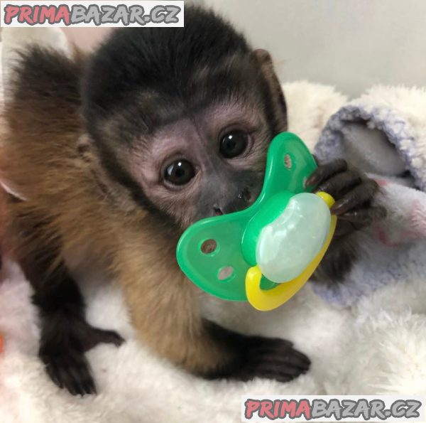Inteligentní mláďata kapucínských opic na prodej