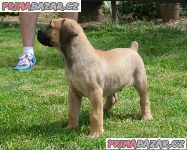 Boerboel (jihoafrický mastif) štěňata