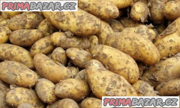 Rané nové brambory