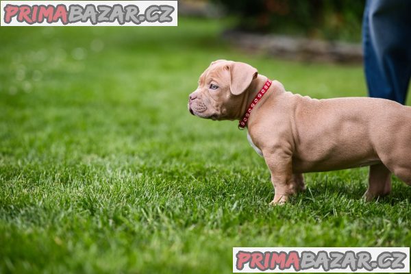 American Bully Pocket štěňata