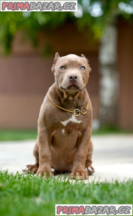 XL American Bully štěňata