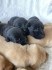 Labrador, Labradorský retrívr - štěňata