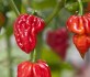 sazenice Chilli Naga Viper